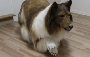 Japonya'da bir adam köpek gibi görünmek için 260 bin TL harcadı
