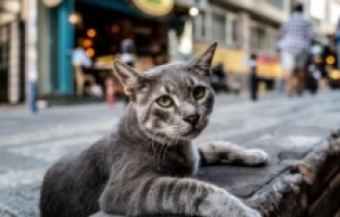 Kedilerin sokağa çıkması yasaklandı