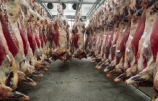 Kırmızı et üretimi açıklandı