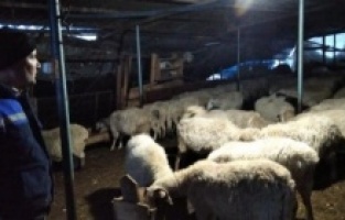 Kurt Saldırısında 200 Koyun Telef Oldu