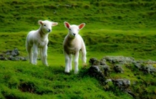 Organik Gübrelemede Verim Arttı
