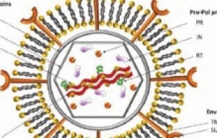 Retrovirüs Nedir? Retrovirüsler, Bilim İçin Neden Önemlidir?