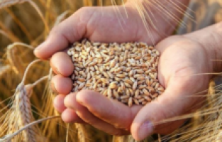 Türkiye tarihinde ilk kez Hindistan’dan buğday ithal etti