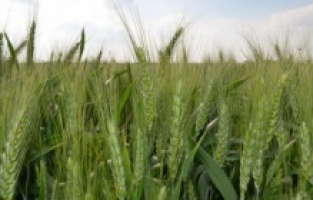 Buğday fiyatları düşüşe geçti