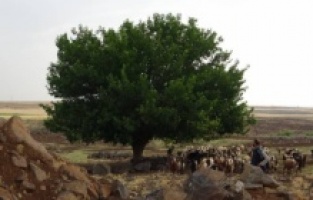 Diyarbakır 'da çobanların üstüne yıldırım düştü!