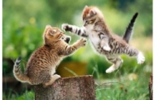 Kedinize "seni seviyorum" demenin yolu buymuş!