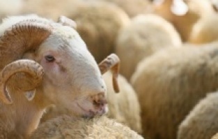 Kurban Bayramı tatili kaç gün?