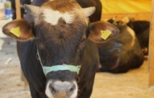 Kurbanlık alırken sakın bu hatayı yapmayın