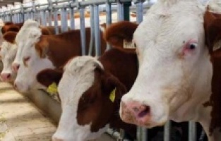 Kurbanlık hayvanlar pazara indi!