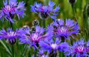 Sarıkamış'tan kartpostallık görüntüler