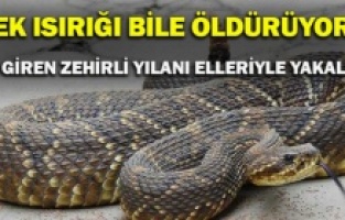 Tek ısırığı bile öldürüyor! Eve giren zehirli yılanı elleriyle yakaladı