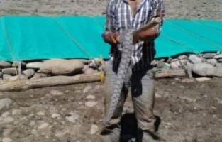 Tek ısırığı ile ölüme götüren yılan, kuzu ağılına girdi