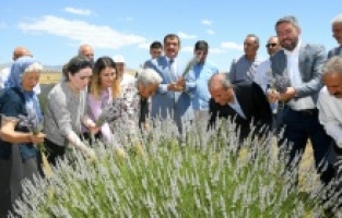 Arguvan'da lavanta hasadı başladı