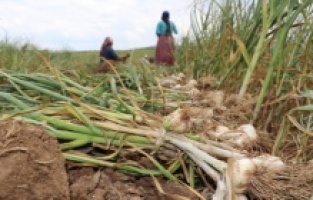 'Beyaz altın'da hasat dönemi başladı