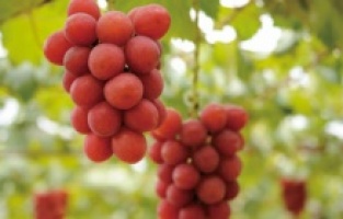 Bir salkım üzüm 10 bin 800 dolara satıldı