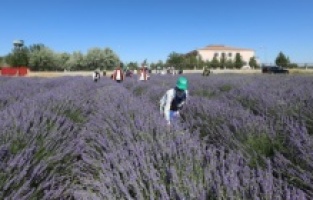 Bismil'de lavanta hasadı