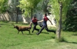 Firar eden kurbanlık koç, hastane bahçesini birbirine kattı