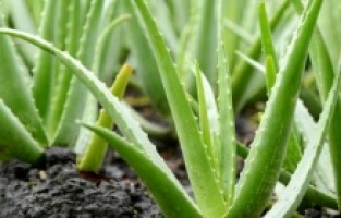 Güneş yanığına iyi gelen en doğal çözüm