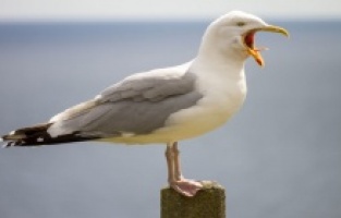 Katil martı paniği devam ediyor.