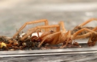 Kayseri'nin korkulan rüyası Sarıkız örümcekleri ortaya çıktı