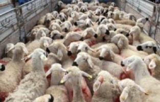 Kurban eti nasıl pay edilir?