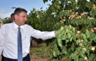 Malatya’da Kayısı Hasadı Başladı
