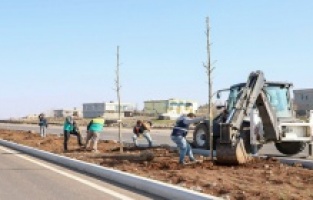 Prof. Dr. Necmettin Erbakan Bulvarı'na 1700 ağaç dikildi