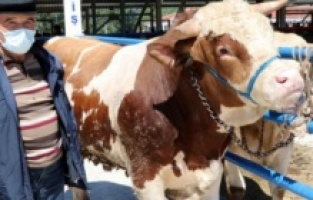 Satılamayan kurbanlıklar Et ve Süt Kurumu tarafından satın alınacak