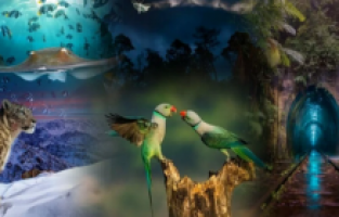 2022'nin en iyi doğa fotoğrafları seçildi