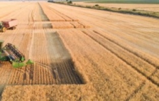 Buğday fiyatları düşüşte