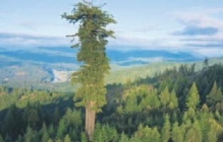 Dünyanın en uzun ağacını ziyaret etmenin cezası 90 bin lira