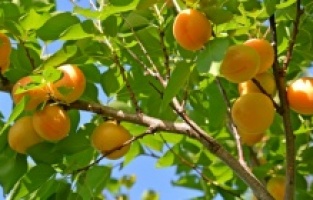 Kayısı yetiştiriciliği artık bir meslek dalı olacak