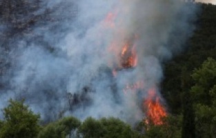 Kocaeli'nde orman yangını
