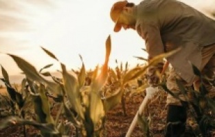 SANAYİCİLERİN VE GENÇLERİN TARIMA İLGİSİ ARTIYOR