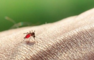 Sivrisinekleri yok edecek doğal çözümler