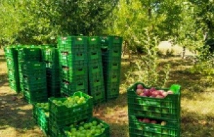 Esenlik’ten Tarladan Sofralarınıza Gelen Lezzetler