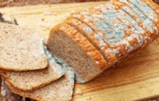 Küflü ekmek yenir mi?