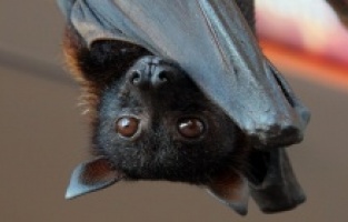 Yarasa ve Yunusların Yön Taktiği