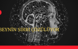 Beynin sırrı çözülüyor