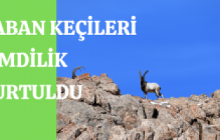 Yaban keçileri şimdilik kurtuldu