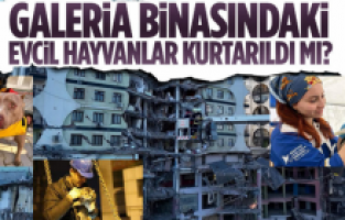 Galeria Sitesi’nin enkazından altı kedi kurtarıldı, Jahren aranıyor
