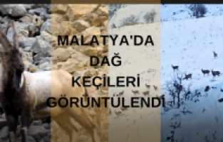Malatya’da yaban keçileri sürü halinde görüntülendi
