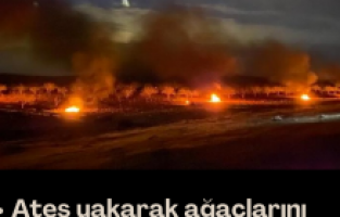 Ateş yakarak ağaçlarını dondan korudu