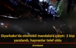 Diyarbakır’da kaza: 2 kişi yaralandı, 1 hayvan öldü