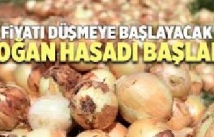 Fiyatları düşürecek gelişme! Turfanda soğan hasadı başladı
