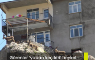 Görenler ‘yaban keçileri’ heykel sanıyor