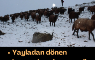 Yayladan dönen hayvanlara kar engeli