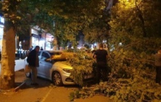 Park halindeki 3 aracın üzerine ağaç devrildi