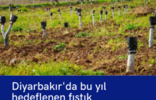 Diyarbakır'da bu yıl hedeflenen fıstık aşılanması 200 bin civarında