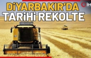 Diyarbakır'da hasat devam ediyor! Çiftçi tarihi rekolte bekliyor
